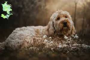 Mehr über den Artikel erfahren Otterhund Züchter und Welpen in Sjælland