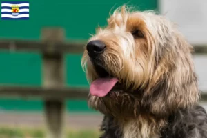 Mehr über den Artikel erfahren Otterhund Züchter und Welpen in Zeeland