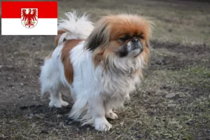 Mehr über den Artikel erfahren Pekingese Züchter und Welpen in Brandenburg