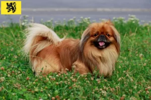 Mehr über den Artikel erfahren Pekingese Züchter und Welpen in Flandern