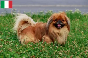 Mehr über den Artikel erfahren Pekingese Züchter und Welpen in Italien