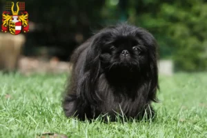 Mehr über den Artikel erfahren Pekingese Züchter und Welpen in Kärnten