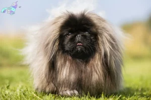 Mehr über den Artikel erfahren Pekingese Züchter und Welpen in Nordjylland