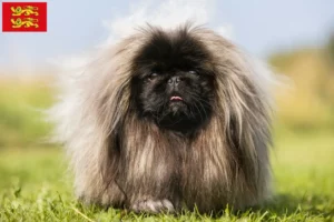 Mehr über den Artikel erfahren Pekingese Züchter und Welpen in der Normandie