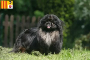 Mehr über den Artikel erfahren Pekingese Züchter und Welpen in der Provence-Alpes-Côte d’Azur