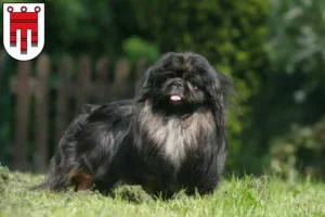 Mehr über den Artikel erfahren Pekingese Züchter und Welpen in Vorarlberg