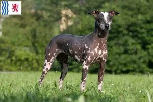 Mehr über den Artikel erfahren Peruanischer Nackthund Züchter und Welpen in Nouvelle-Aquitaine