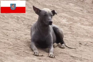 Mehr über den Artikel erfahren Peruanischer Nackthund Züchter und Welpen in Thüringen