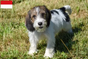 Mehr über den Artikel erfahren Petit Basset Griffon Vendéen Züchter und Welpen in Wien