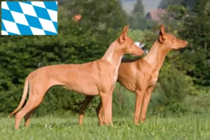 Mehr über den Artikel erfahren Pharaonenhund Züchter und Welpen in Bayern