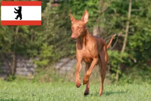 Mehr über den Artikel erfahren Pharaonenhund Züchter und Welpen in Berlin