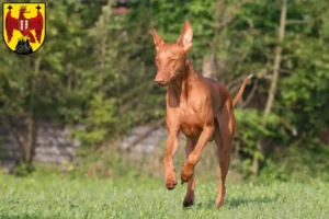 Mehr über den Artikel erfahren Pharaonenhund Züchter und Welpen im Burgenland