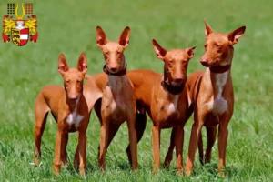 Mehr über den Artikel erfahren Pharaonenhund Züchter und Welpen in Kärnten