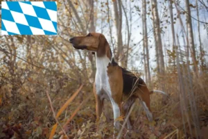 Mehr über den Artikel erfahren Poitevin Züchter und Welpen in Bayern