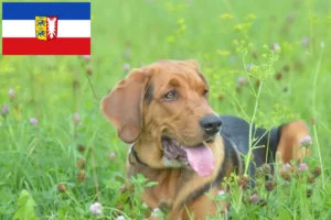 Mehr über den Artikel erfahren Polnische Bracke Züchter und Welpen in Schleswig-Holstein