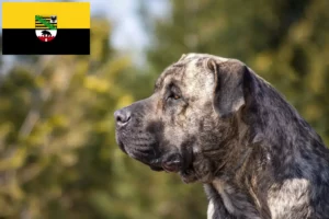 Mehr über den Artikel erfahren Presa Canario Züchter und Welpen in Sachsen-Anhalt