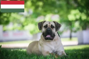 Mehr über den Artikel erfahren Presa Canario Züchter und Welpen in Ungarn