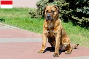 Mehr über den Artikel erfahren Presa Canario Züchter und Welpen in Wien