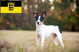 Mehr über den Artikel erfahren Rat Terrier Züchter und Welpen in Baden-Württemberg