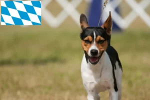 Mehr über den Artikel erfahren Rat Terrier Züchter und Welpen in Bayern