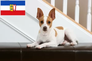 Mehr über den Artikel erfahren Rat Terrier Züchter und Welpen in Schleswig-Holstein