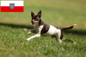 Mehr über den Artikel erfahren Rat Terrier Züchter und Welpen in Thüringen