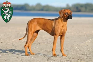 Mehr über den Artikel erfahren Rhodesian Ridgeback Züchter und Welpen in der Steiermark