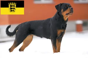 Mehr über den Artikel erfahren Rottweiler Züchter und Welpen in Baden-Württemberg