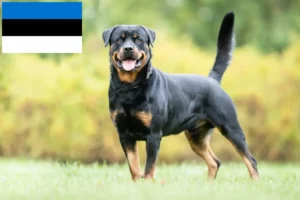 Mehr über den Artikel erfahren Rottweiler Züchter und Welpen in Estland