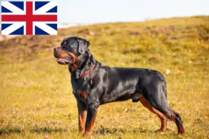 Mehr über den Artikel erfahren Rottweiler Züchter und Welpen in Großbritannien