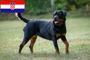 Mehr über den Artikel erfahren Rottweiler Züchter und Welpen in Kroatien