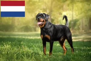 Mehr über den Artikel erfahren Rottweiler Züchter und Welpen in den Niederlanden