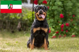 Mehr über den Artikel erfahren Rottweiler Züchter und Welpen in Nordrhein-Westfalen