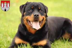 Mehr über den Artikel erfahren Rottweiler Züchter und Welpen in Salzburg