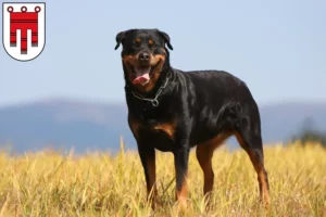 Mehr über den Artikel erfahren Rottweiler Züchter und Welpen in Vorarlberg