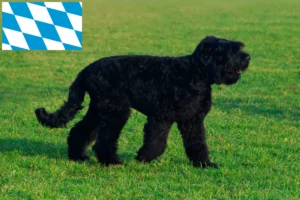 Mehr über den Artikel erfahren Russischer Schwarzer Terrier Züchter und Welpen in Bayern