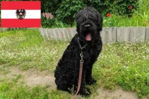 Mehr über den Artikel erfahren Russischer Schwarzer Terrier Züchter und Welpen in Österreich