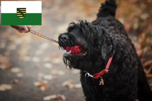 Mehr über den Artikel erfahren Russischer Schwarzer Terrier Züchter und Welpen in Sachsen