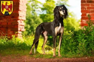 Mehr über den Artikel erfahren Saluki Züchter und Welpen im Burgenland