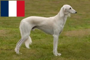 Mehr über den Artikel erfahren Saluki Züchter und Welpen in Frankreich