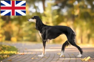 Mehr über den Artikel erfahren Saluki Züchter und Welpen in Großbritannien