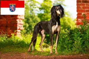 Mehr über den Artikel erfahren Saluki Züchter und Welpen in Hessen