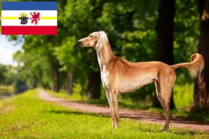 Mehr über den Artikel erfahren Saluki Züchter und Welpen in Mecklenburg-Vorpommern