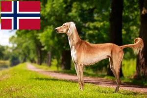 Mehr über den Artikel erfahren Saluki Züchter und Welpen in Norwegen