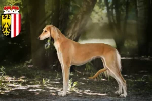 Mehr über den Artikel erfahren Saluki Züchter und Welpen in Oberösterreich