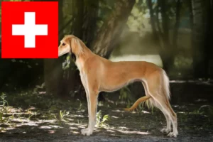 Mehr über den Artikel erfahren Saluki Züchter und Welpen in der Schweiz