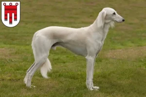 Mehr über den Artikel erfahren Saluki Züchter und Welpen in Vorarlberg