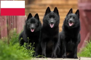 Mehr über den Artikel erfahren Schipperke Züchter und Welpen in Polen