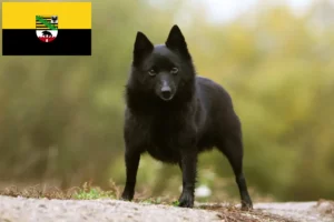 Mehr über den Artikel erfahren Schipperke Züchter und Welpen in Sachsen-Anhalt