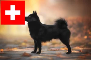 Mehr über den Artikel erfahren Schipperke Züchter und Welpen in der Schweiz